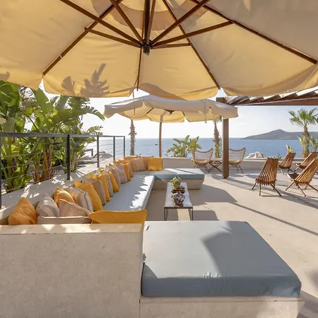 Allium Bodrum &
