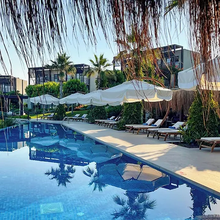 Allium Bodrum & 5*